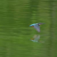 於大公園 ： 野鳥 ・ 翡翠 ・ カワセミ・・・フリー素材ブログ　カワセミ