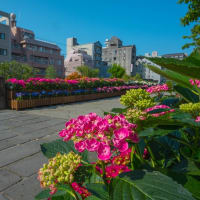 アジサイの花咲く、長崎眼鏡橋　2025/6/1