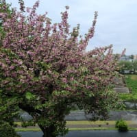 利根運河桜開花情報２０２４・４・２３　八重桜散っています