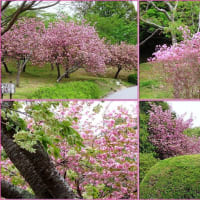 2種類の桜
