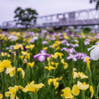 小岩菖蒲園（その1：花菖蒲と京成電車）