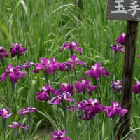 馬見丘陵公園の菖蒲