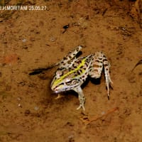 トノサマガエル