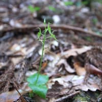 今期４度目のムヨウランは？　令和7年6月18日
