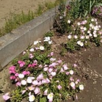 満開の花々と近所のお家の花