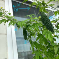 暑くても頑張ってる野菜達