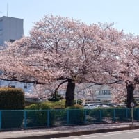 桜がまだある！！