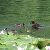 カイツブリの撮影