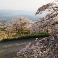 桜残る美の山で日が暮れて