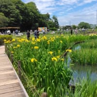狭山・境緑道から北山公園の花菖蒲を楽しむ