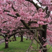 井川　国花苑の桜