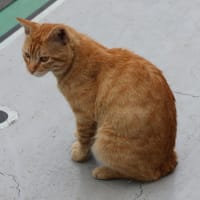 初めての上海虹橋ターミナル２へ
