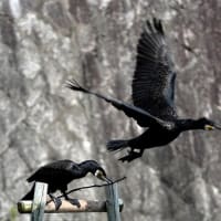 今日の鳥