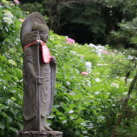 川崎の紫陽花寺、妙楽寺
