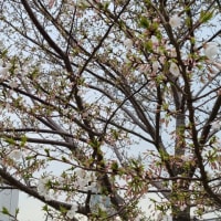 緊急のお知らせ　オオシマザクラが咲いています