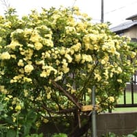 モッコウバラ、オダマキなど（自宅の花）