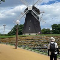 宮水ウオーク、初夏の花博記念公園