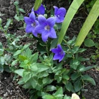 花とタペストリー
