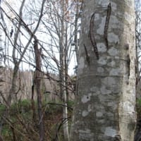 山ブドウの縄張り！