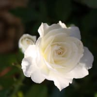 清楚な白バラ　しずく　２番花！