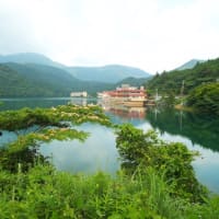 おしどりの池のネムノキ25