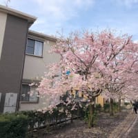 桜　ー相模が丘仲よし小道
