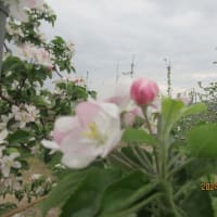 4月27日（土）いきなりホームラン！　＆庭の花　＆ウオーキング