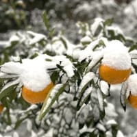 積雪・メジロ・おどん