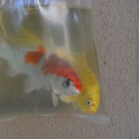 マイブログの一歩・買い物の行列