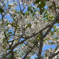 春爛(た)けてさみどりの風吹き抜ける桜残りの枝輝けり