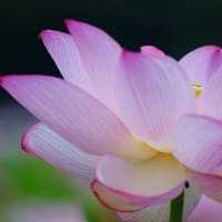 「大河ハス」を記録してきました。其の二