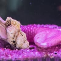 淡島水族館2Fの生き物 FILE:5　海底の生き物