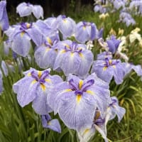 ◆  菖蒲