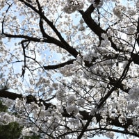 おおきな桜の木の上に、鳥のシルエット。