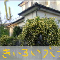 幸せの黄色いばら？は咲いたけど