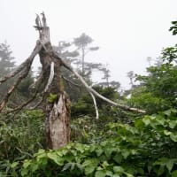霧の八幡平