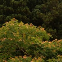 　合歓の木の花　　　　　　　　　　　　　　　　　　　　　　
