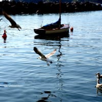 心ふるえる風景　南イタリア編⑤　「イル・ポスティーノ」のロケは　ここプロチダ島で行われた