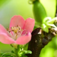 カリン(花梨)のサーモンピンクの花が咲く長居植物園。カリンの花って❓