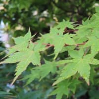 「歎異抄（たんにしょう）をひらく」