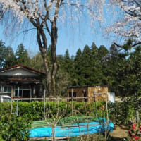 やっと新緑の季節しかしもう初夏ですよね！！！