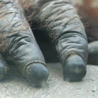 どんな動物の手かな？？