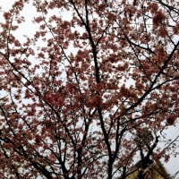 札幌で満開の桜を観測