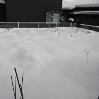  私の学生に：1月31日「雪に埋もれた私の畑」
