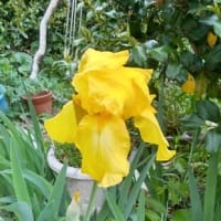 モミジとアヤメの開花2025.5
