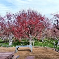 和泉リサイクル環境公園の梅と水仙（２０２５年３月８日）動画