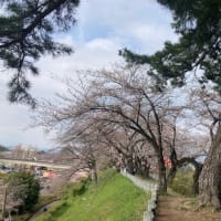 前橋公園桜2024.4.6