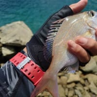 チヌ釣りは難しいねぇ