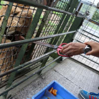 檻の中からの動物の世界