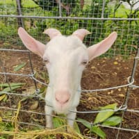 久しぶりの山羊さんたち🐐